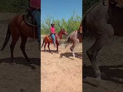 Pega de boi no mato itacuruba Pernambuco 