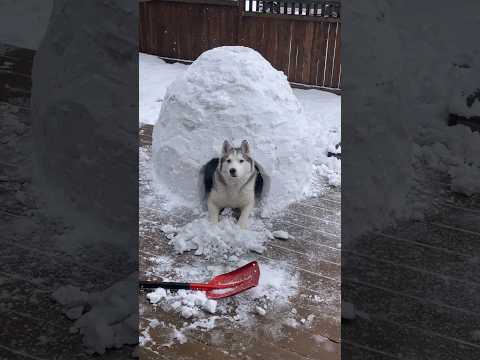 Sad Husky Was Surprised With An Igloo! #shorts #animals #dog #husky #doglover #snow #thekoala