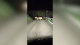 Scontro per il territorio tra due cervi, la battaglia in strada davanti ad un automobilista incre...