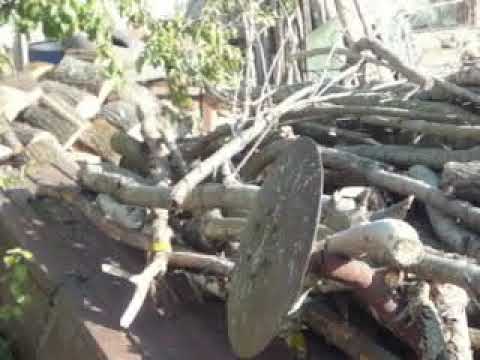 Unde ajung lemnele din Pădurea Scrioaștea?