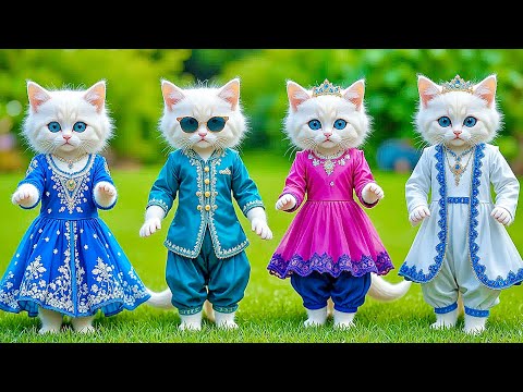 Dudi Dudi Dam Dam 💃💃💃 Cutest Cat Dancing On Dudi Dudi Dam Dam😺 #dudidudi #dumdum #catdancing