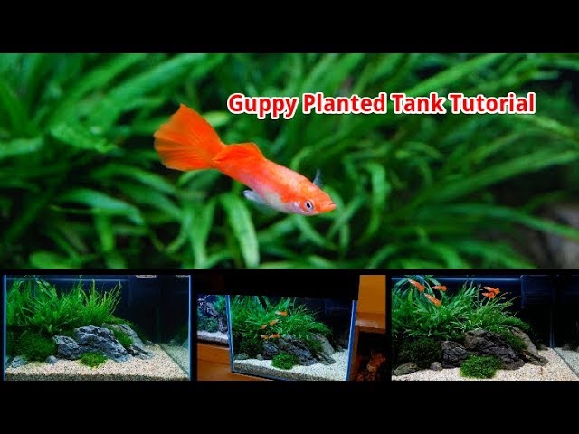 Easy Guppy Planted Tank Setup for Beginners | Aquascape TV