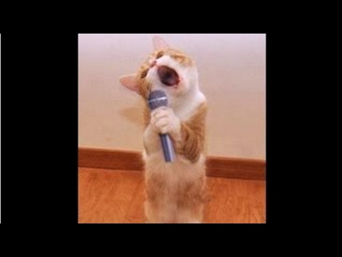 funny-dog-and-cat-videos-singing-and-dancing Mp4 3GP Video & Mp3 Download unlimited Videos Download funny-dog-and-cat-videos-singing-and-dancing Mp4 3GP Video & Mp3 Download unlimited Videos Download