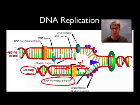 DNA Structure and Replication