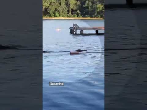 Alligator charges toward kids in Texas lake