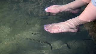 preview picture of video 'Fishy pedicure at Wadi Bani Khaled, Oman'