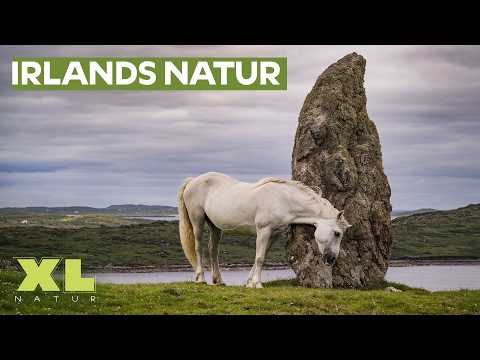 Wildes Irland: 800 km auf Pferden durch die Wildnis | XL Doku