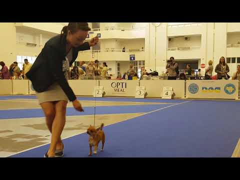 20170827  Euro Dog Show 2017 Ukraine Chihuahua smooth-haired Female-Intermedia