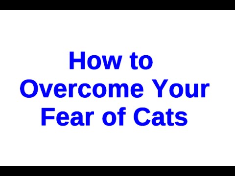 How to Overcome Your Fear of Cats