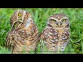 Yotto - The Owls (Original Mix)