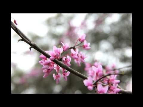 "DON'T CRY FOR ME" (a comforting funeral song) FEMALE VOCAL VERSION www.libbyallensongs.com