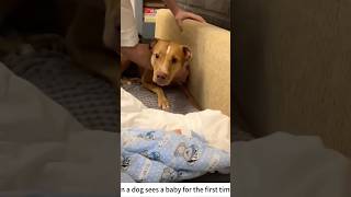When a dog sees a baby for the first time #dog #bestfriend #love #baby