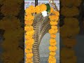 Namah Shivaya Shorts