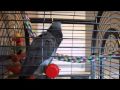 African Grey Swearing At Toy