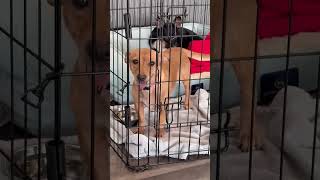 Video preview image #1 Dachshund-Unknown Mix Puppy For Sale in Arlington, WA, USA