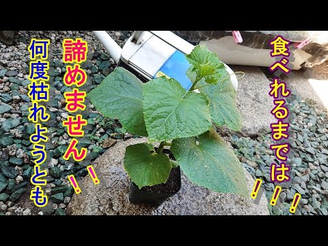 キュウリ 植物
