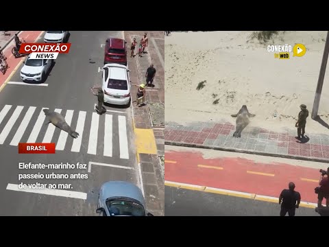 Vídeo: Elefante-marinho faz passeio urbano antes de voltar ao mar.