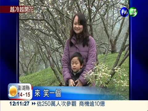 嚴寒催花! 風櫃斗梅花悄然綻放