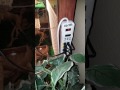 Diy Iguana Terrarium Made With A China Cabinet