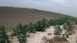 Choke Canyon Caliham Unit Still DRY! 7% Full