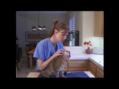 Home Dental Care for Cats - UC Davis
