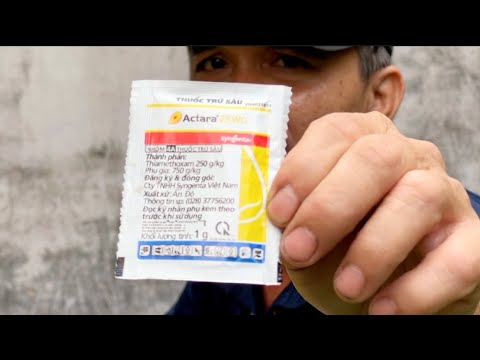 #24 / Phòng ngừa sâu bệnh vào mùa mưa @thichtrongmai8279