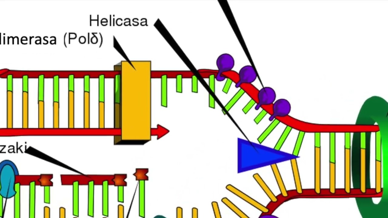 La fidelidad es vital
