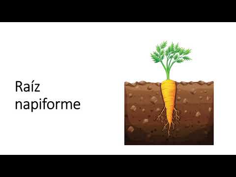 Clasificación de las raíces