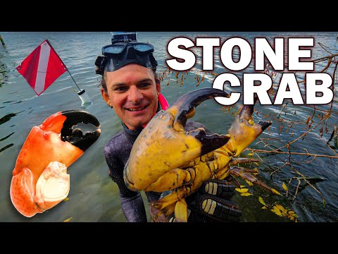 Hand Catching Florida Stone Crab - catch, clean, cook