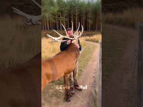 The Moment a Deer Reunites with His Soulmate 💖