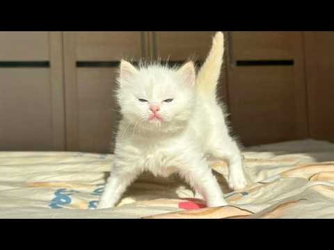 Cute KITTENS Have Too Much Energy 😂🐱 Funny Cats Video 2026