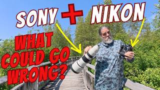 Mounting the Sony 400-800mm on a Nikon Z9 – What Could Go Wrong?