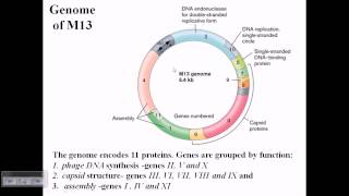 M13 phage genome structure