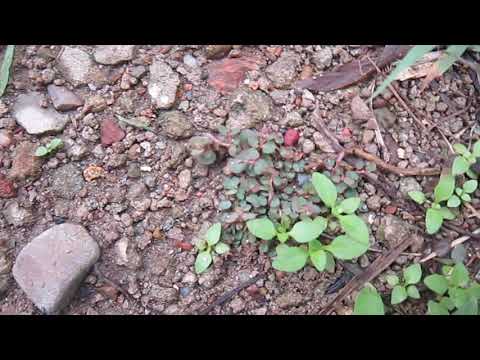 Qhia tshuaj zoo tso quav tau ntshav los yog mob plab ntswg lej