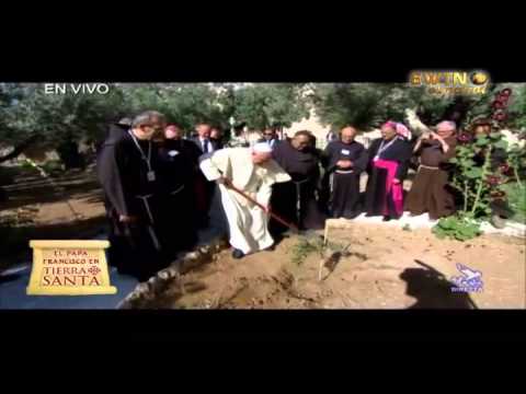 El Papa Francisco planta un olivo argentino en el huerto de Getsemaní