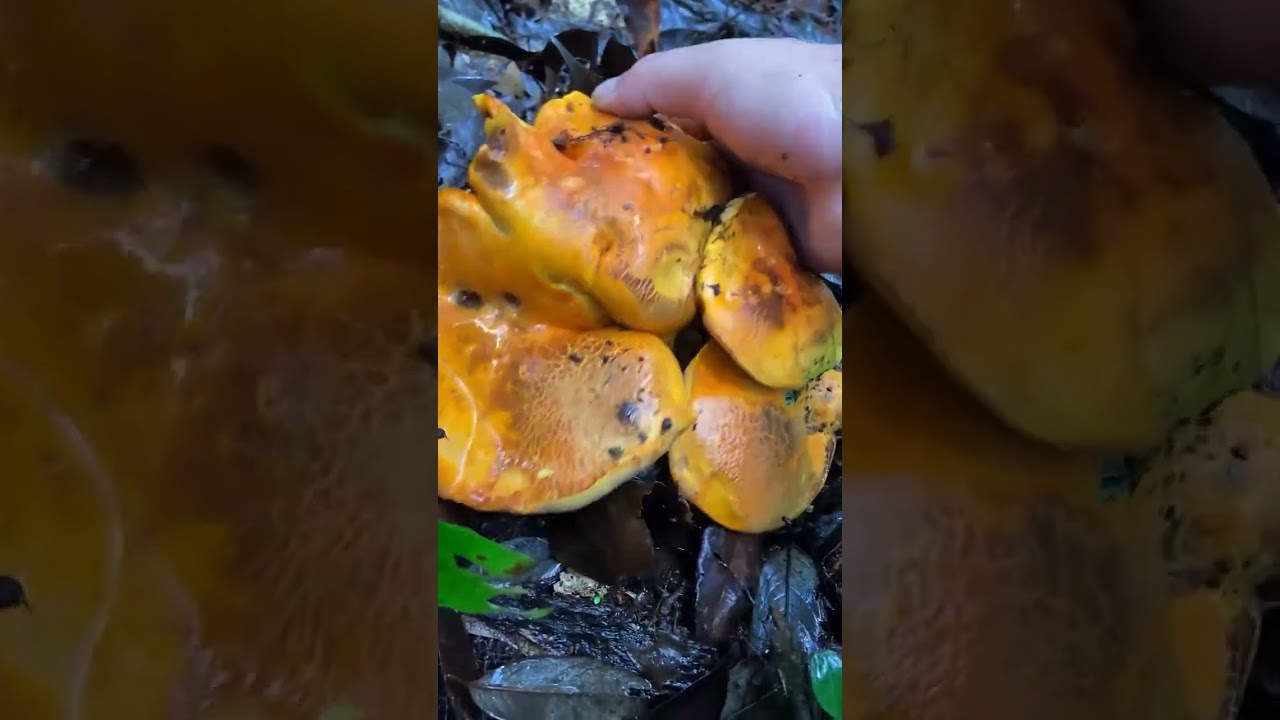 #mushroom #新鲜采摘 #harvest #きのこ #food