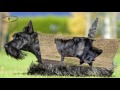 Scottish Terrier - Scottish Terrier