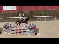 Caballo castrado Silla Francés En venta 2020 Bayo por TANGELO VAN DE ZUUTHOEVE