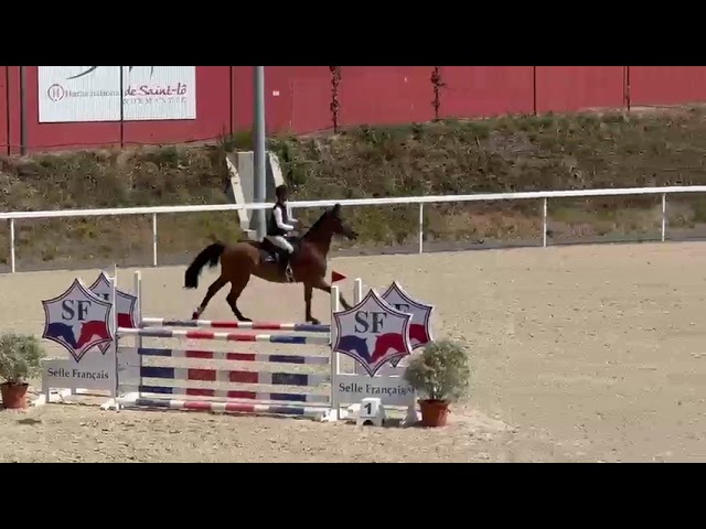 Caballo castrado Silla Franc&eacute;s En venta 2020 Bayo por TANGELO VAN DE ZUUTHOEVE