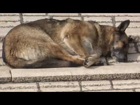 Stephan Roiss  -  Full Metal Backett