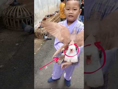 @roiwaldan Tes Suara Sawangan 10k Nyaring juga.!! #burungdara #pigeon #kalapati #kabutar #japati