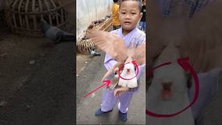 Download lagu @roiwaldan Tes Suara Sawangan 10k Nyaring juga.!! #burungdara #pigeon #kalapati #kabutar #japati mp3 Download lagu @roiwaldan Tes Suara Sawangan 10k Nyaring juga.!! #burungdara #pigeon #kalapati #kabutar #japati mp3