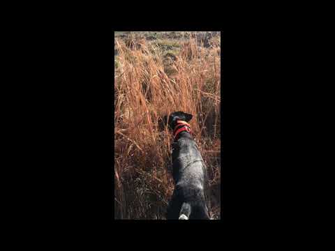 Quail hunt with German Shorthair Pointer