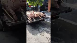 Download lagu dasar babi 🐷🐷🐷🙈 mp3