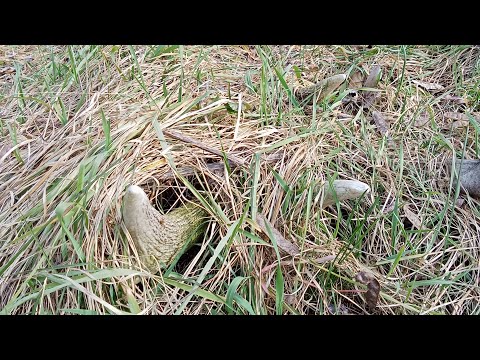 Palchi di cervo , 03 / 2025 . Dopo 30000 passi ...