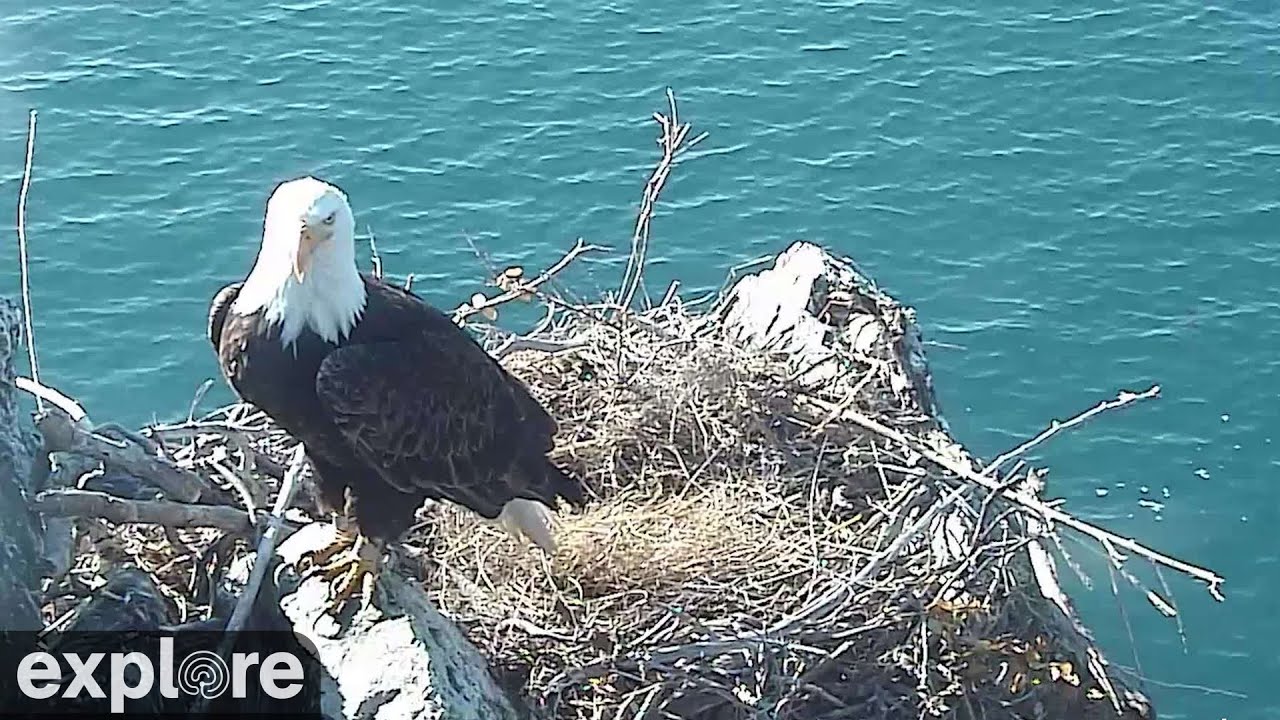 Live webcam view of Nido de águila calva de Two Harbors
