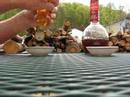 download lagu mp3 mp4 Honey Or Vinegar, download lagu Honey Or Vinegar gratis, unduh video klip Honey Or Vinegar