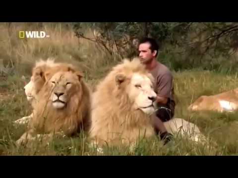 The Lion Ranger : [Death in the Kingdom] - National Geographic Documentary -HD
