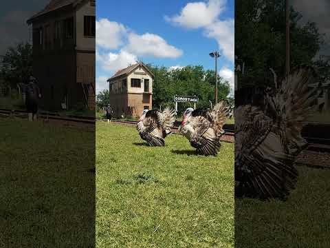 🦃🦃#cicloturismo #pueblos #campo #chivilcoy #pavos #buenosaires  #campo