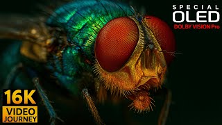 Download lagu Next-Level Beautiful 4K Videos Dolby Vision 16K HDR mp3